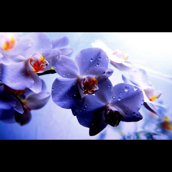 Meet your Posher, Maria - Picture 1 of 1